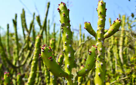 Fig. 2.9: Cactus with thick and fleshy stems in a desert